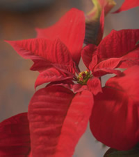 Poinsettias