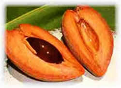 Mamey Sapote