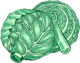 Cabbage