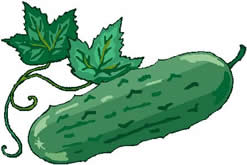 Cucumber