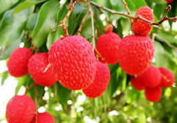 Lychee