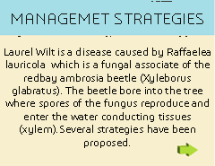 Impact of Laurel Wilt Disease